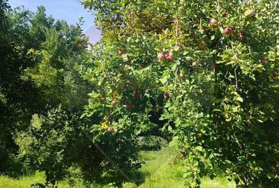 Teren de vanzare extravilan Ocolis - 4