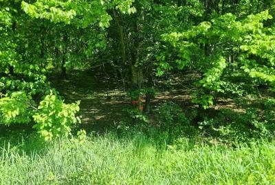 Vand 3600 mp padure, in Bascov, zona Uiasca - 4