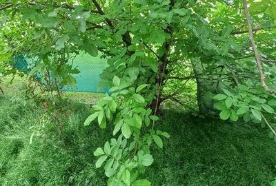 Apartament 3 camere parter înalt cu grădină proprie de 128 mp și pomi fructiferi - 9