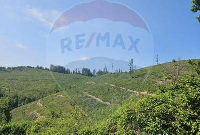 Teren de 210000 mp, în Pleșcuța - 1