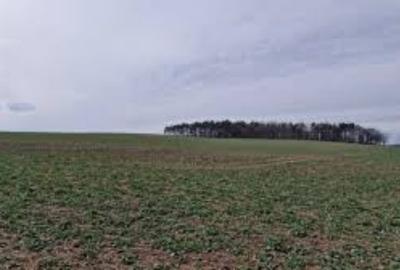3,5 ha teren agricol la Ipotesti judetul Olt