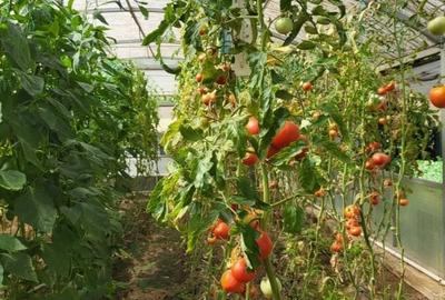 Refugiu verde în Snagov – Confort, spațiu și independență - 2