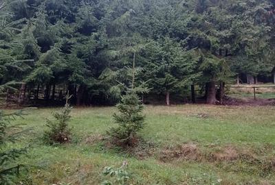 Teren în Muntele Băișorii - 3