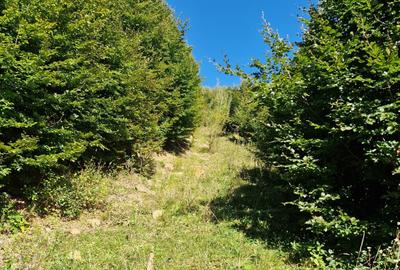 Vindem teren forestier 44165 mp Doabra - Bucovina - 6