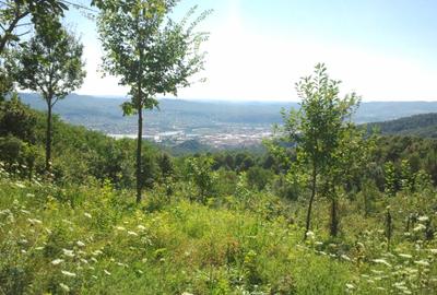 Teren livadă cu panoramă superbă Dealul Malului pentru casă sau cabană - 18