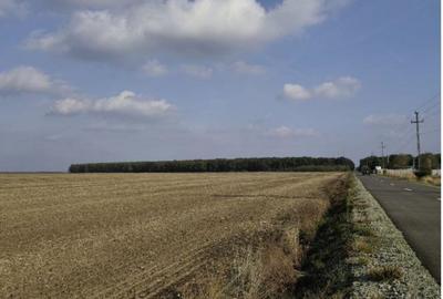 Teren extravilan Varvoru de Jos, jud Dolj - 4