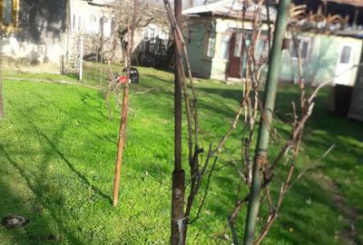 Vand Casa batraneasca in comuna Popesti-Palanga ,Arges - 3