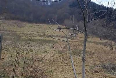 Teren de 20000 mp, în Râu Sadului - 7