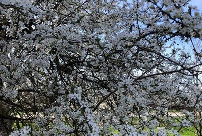 Casă cu 4 camere în Șicula - 8