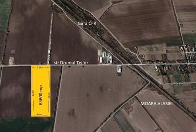Teren Construcții intravilan de 65600 mp, în Căciulați - 5