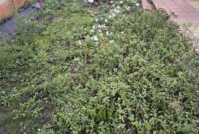 UNIVERSITATE CASA DE CARAMIDA CU 2 CAMERE 176 MP PRET 235000 EURO - 12