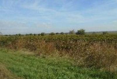 Teren extravilan Obrejita, ID: R2832813 - 3