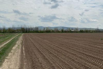 Teren agricol extravilan de 100000 mp, în Central - 2
