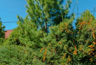 Vila de lux, 427 mp utili si 2313 mp teren, pe malul lacului (Cociova) Balotesti - 2