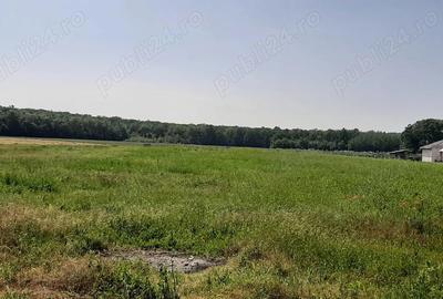 Casă cu 3 camere cu Teren 4000 Mp în Central - 5