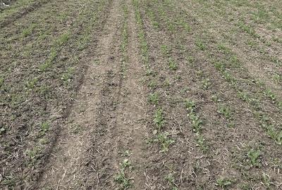 Teren de 660000 mp, în Vasilați - 2