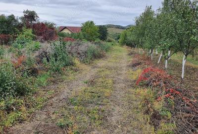 Teren intravilan, Goranu-Lespezi - 2