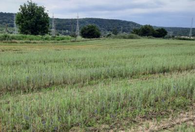 Teren extravilan de vanzare, 4900 mp, Bolde?ti Scaieni - 3