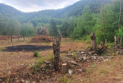 Teren de 5000 mp, în Borlova - 3