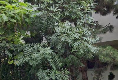 Apartament cu 2 camere decomandat, mobilat în Herăstrău - 7