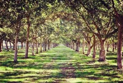 Teren / Padure 8ha Lunca Siretului. - 1