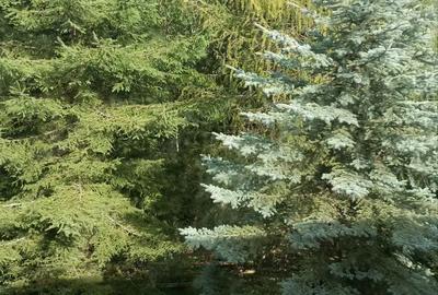 Vand cabana intr-un loc de poveste, in sta?iunea Muntele Bai?orii, inainte de cabana Militarilor. - 2