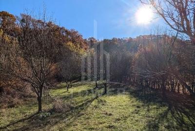 Teren extravilan in Tropinii Noi (Rasinari)-2592 mp - 3