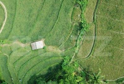 Exclusivitate, Teren Pischia 1,4 hectare - 1