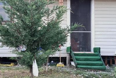 Casă cu 2 camere cu Teren 1400 Mp în Tutana - 8