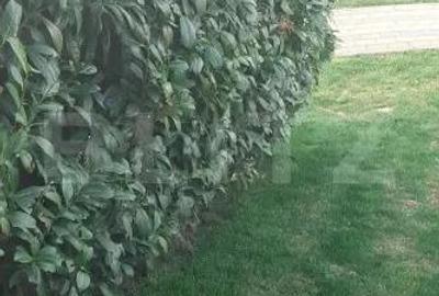 Casă cu Teren 2743 Mp în Sud - 15