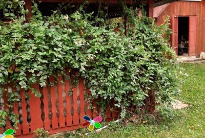 Casă cu 2 camere în Central - 1