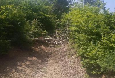 Teren de 20000 mp, în Posești - 5