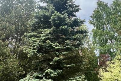 Vila de vis cu parc privat  — Panoramă Unică Spre Crucea Caraiman, - 22