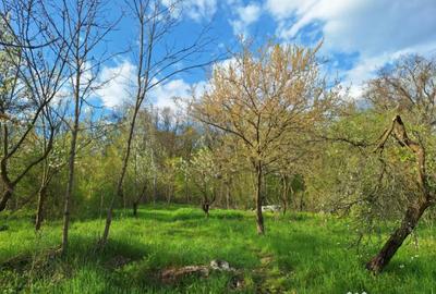 Casă cu 5 camere cu Teren 5950 Mp în Nord - 10