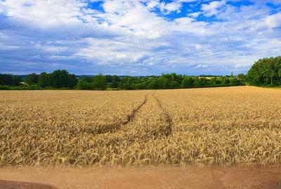Judetul Dambovita, teren agricol - 1