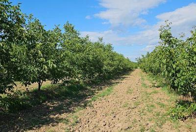 Teren de 140000 mp, în Bucov - 6