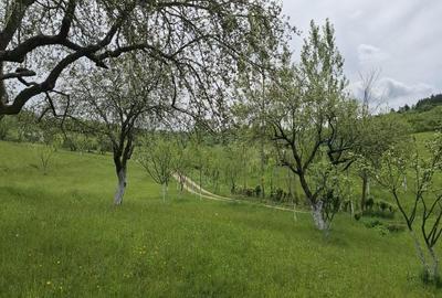 Teren de 7000 mp, în Rona de Jos - 4