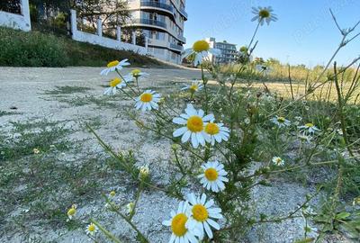 Apartament de inchiriat Mamaia Nord, 2 camere decomandate, complet utilat - 6