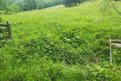 Teren de 4000 mp, în Muntele Băișorii - 3