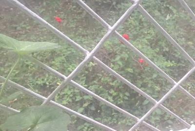 2 camere - Brancoveanu - mutare rapida - 5