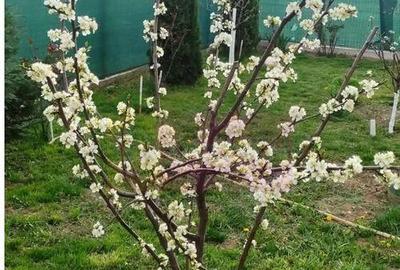 Casa Prahova Comuna Buchilas | 2.800 MP TEREN | Zona Verd... - 7