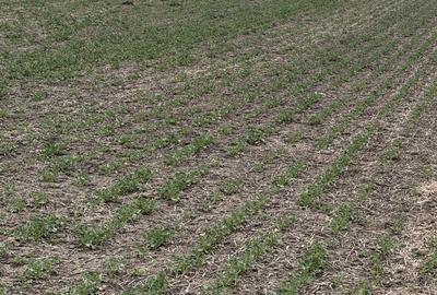 Teren de 660000 mp, în Vasilați - 2