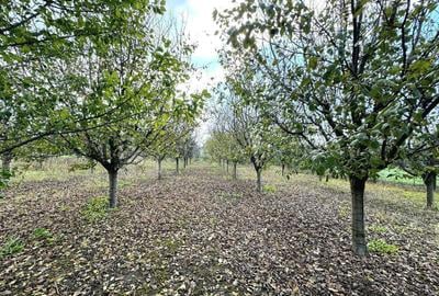 Livada+gradina, teren intravilan 2902mp, Damienesti-Bacau... - 5