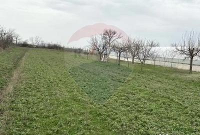 Teren de 1944 mp, în Dărăști-Vlașca - 5