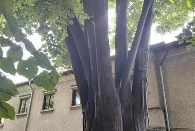 O proprietate unica - teren stradal in Cotroceni - 1240 mp - 4