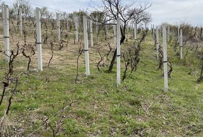 Spațiu comercial, în Drașov - 2