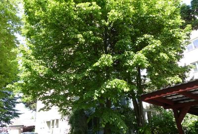 Apartament cu 3 camere semidecomandat, mobilat în Budai - 10