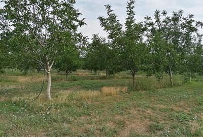 Teren în Ciochina - 5