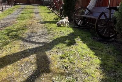 Vand casa urgent ! - 6