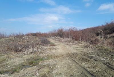Teren de 7000 mp, în Curtișoara - 7